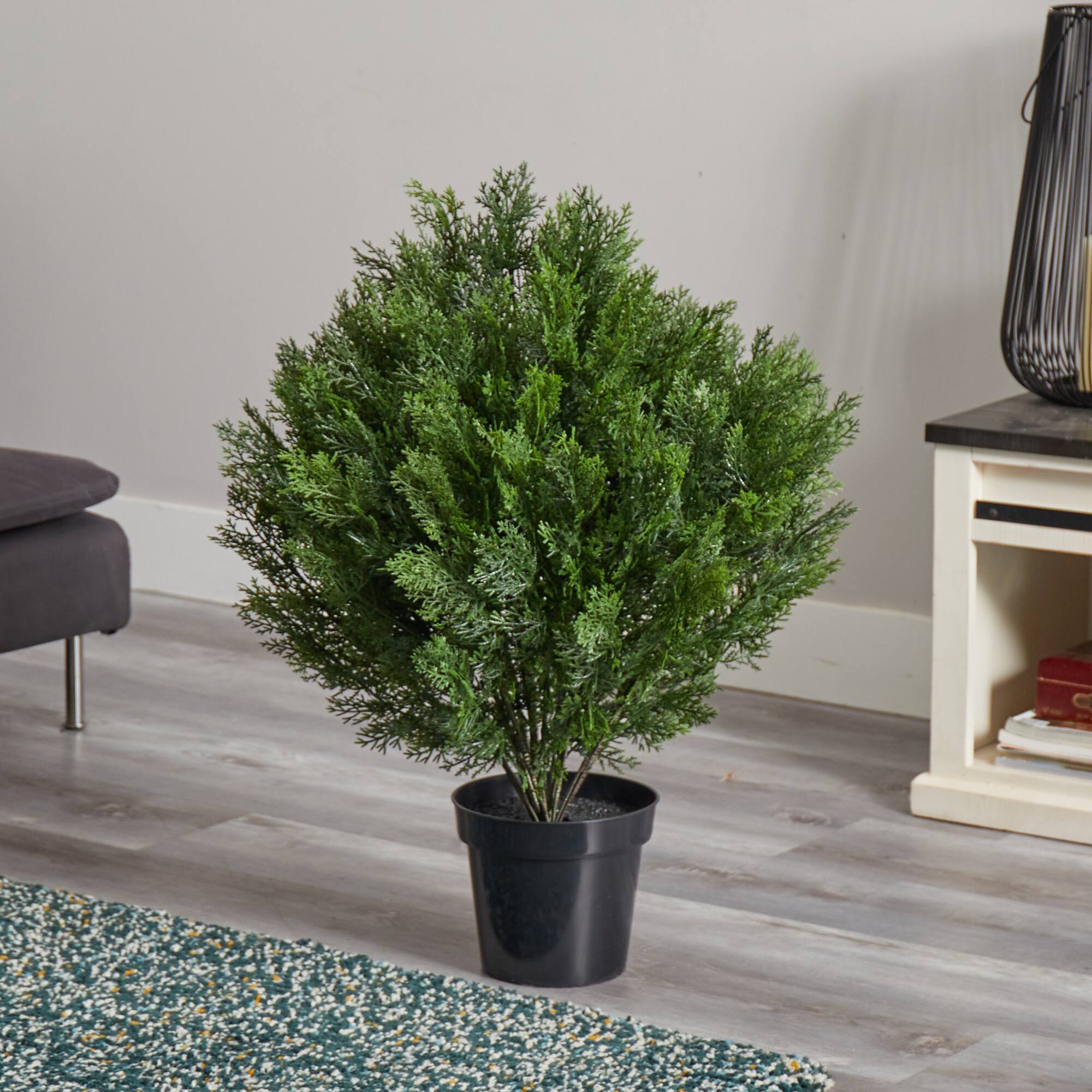 3ft. Potted Cedar Bush